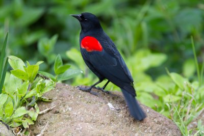 Red-winged Blackbird / Epauletspreeuw / Agelaius phoeniceus