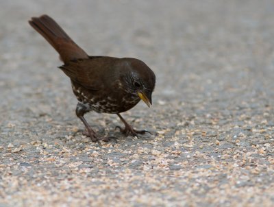 Fox Sparrow / Roodstaartgors / Passerella iliaca