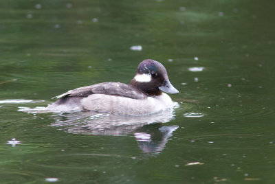 Bufflehead / Buffelkopeend / Bucephala albeola