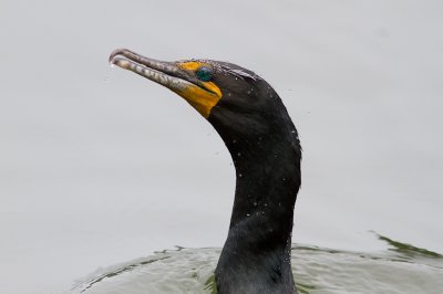 Double-crested Cormorant / Geoorde aalscholver / Phalacrocorax auritus