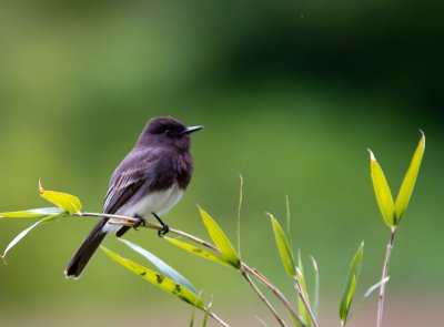 Black Phoebe / Zwarte Phoebe / Sayornis nigricans