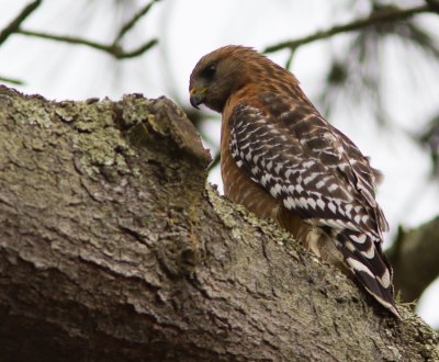 Red-Shouldered Hawk / Roodschouderbuizer / Buteo lineatus