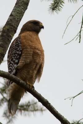 Red-Shouldered Hawk / Roodschouderbuizer / Buteo lineatus