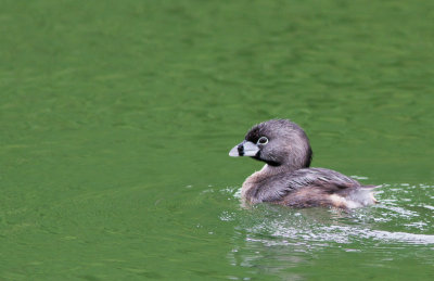 Pied-billed Grebe / Dikbekfuut / Podilymbus podiceps