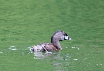 Pied-billed Grebe / Dikbekfuut / Podilymbus podiceps