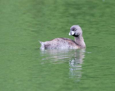 Pied-billed Grebe / Dikbekfuut / Podilymbus podiceps