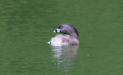 Pied-billed Grebe / Dikbekfuut / Podilymbus podiceps