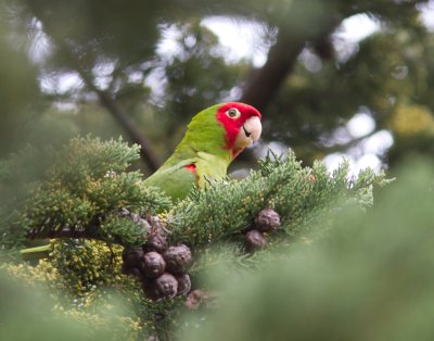 Red-masked Parakeet / Roodkop aratinga / Aratinga erythrogenys