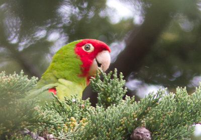 Red-masked Parakeet / Roodkop aratinga / Aratinga erythrogenys
