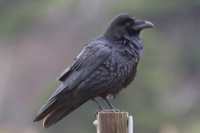 Common Raven / Raaf / Corvus corax
