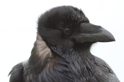 Common Raven / Raaf / Corvus corax