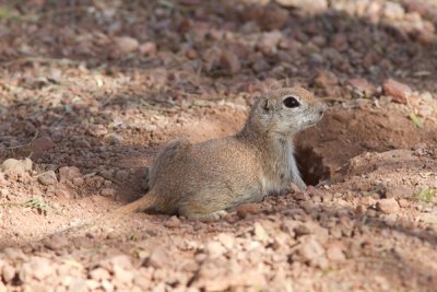 Rondstaartgrondeekhoorn / Round-tailed Ground Squirrel / Spermophilus tereticaudus