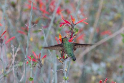 Anna's Hummingbird / Anna-kolibrie / Calypte anna
