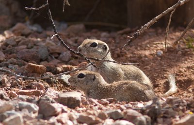 Rondstaartgrondeekhoorn / Round-tailed Ground Squirrel / Spermophilus tereticaudus
