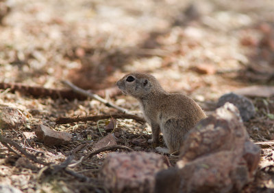 Rondstaartgrondeekhoorn / Round-tailed Ground Squirrel / Spermophilus tereticaudus