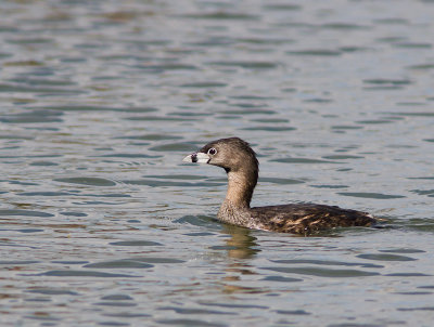 Pied-billed Grebe / Dikbekfuut / Podilymbus podiceps