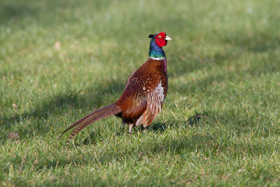 Fazant / Common Pheasant / Phasianus colchicus