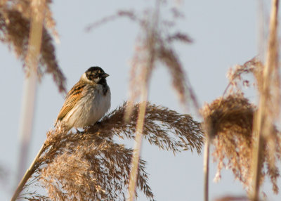 Rietgors / Reed Bunting / Emberiza schoeniclus