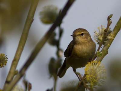 Fitis / Willow Warbler / Phylloscopus trochilus
