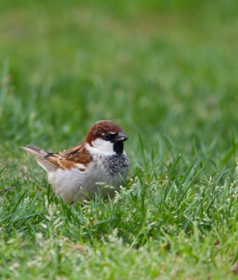 Italiaanse Huismus / Italian Sparrow / Passer Domesticus Italiae