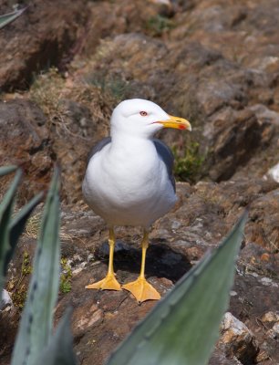 Geelpootmeeuw / Yellow-legged Gull / Larus michahellis
