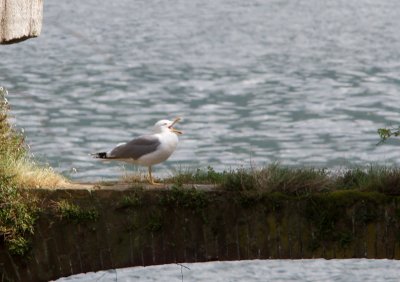 Geelpootmeeuw / Yellow-legged Gull / Larus michahellis