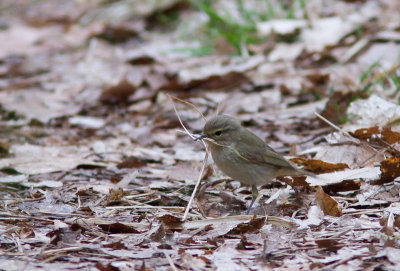 Tjiftjaf /  Chiffchaff / Phylloscopus collybita