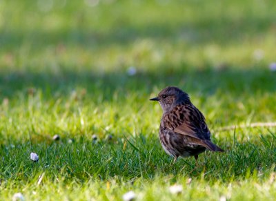 Heggenmus/ Dunnock / Prunella modularis