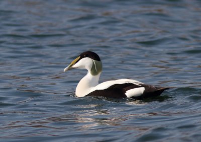 Eider / Common Eider / Somateria mollissima