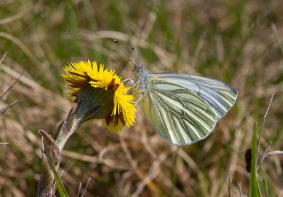 Klein geaderd witje / Green-veined White / Pieris napi