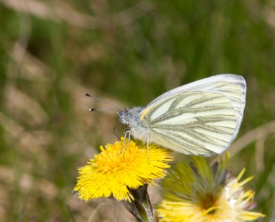 Klein geaderd witje / Green-veined White / Pieris napi