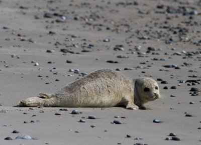 Gewone zeehond / Harbor seal / Phoca vitulina