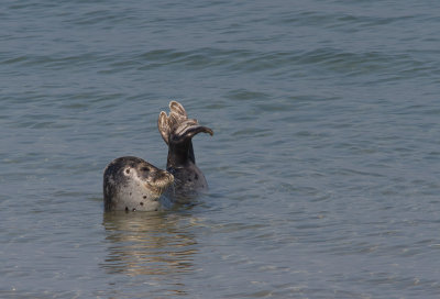 Gewone zeehond / Harbor seal / Phoca vitulina