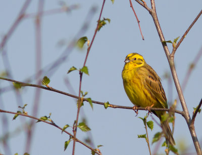 Geelgors / Yellowhammer / Emberiza citrinella