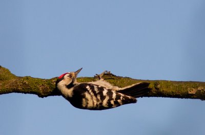 Kleine bonte specht / Lesser Spotted Woodpecker / Dendrocopos minor