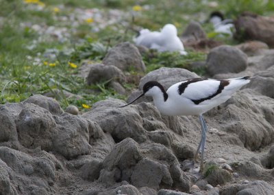 Kluut / Pied Avocet / Recurvirostra avosetta