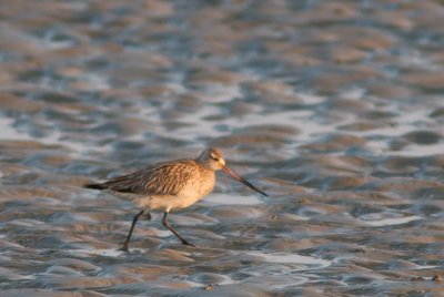 Rosse Grutto / Bar-tailed Godwit / Limosa lapponica