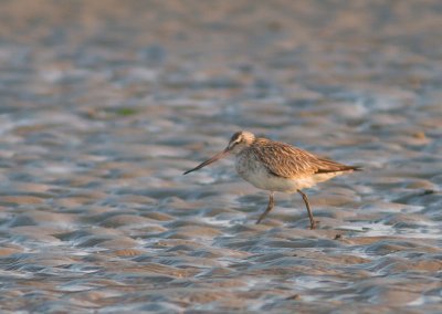 Rosse Grutto / Bar-tailed Godwit / Limosa lapponica