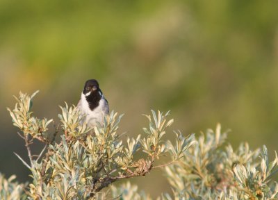 Rietgors / Reed Bunting / Emberiza schoeniclus