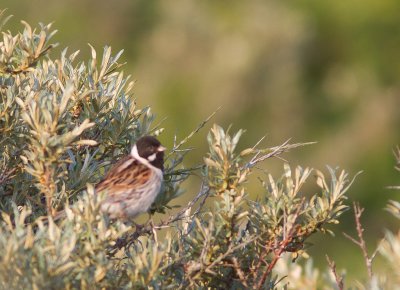 Rietgors / Reed Bunting / Emberiza schoeniclus