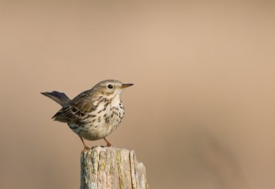 Graspieper / Meadow Pipit / Anthus pratensis