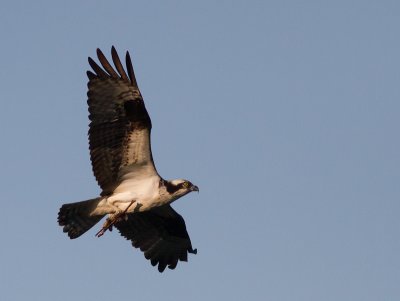 Osprey / Visarend / Pandion haliaetus