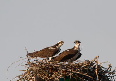 Osprey / Visarend / Pandion haliaetus