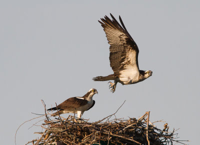 Osprey / Visarend / Pandion haliaetus
