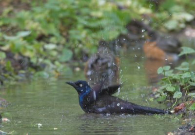 Common Grackle / Glanstroepiaal / Quiscalus quiscula