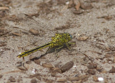 Plasrombout / Western Clutail / Gomphus pulchellus