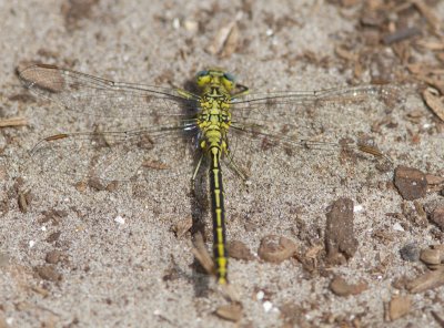 Plasrombout / Western Clutail / Gomphus pulchellus