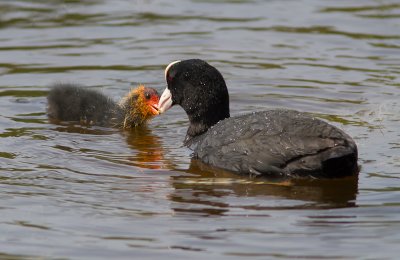 Meerkoet / Eurasian Coot / Fulica at