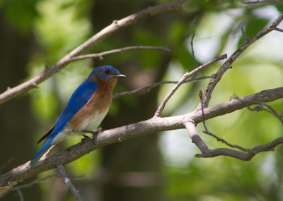 Eastern Bluebird / Roodkeelsialia / Sialia sialis