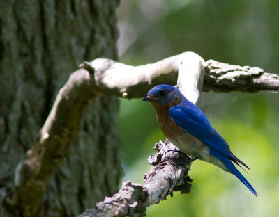 Eastern Bluebird / Roodkeelsialia / Sialia sialis